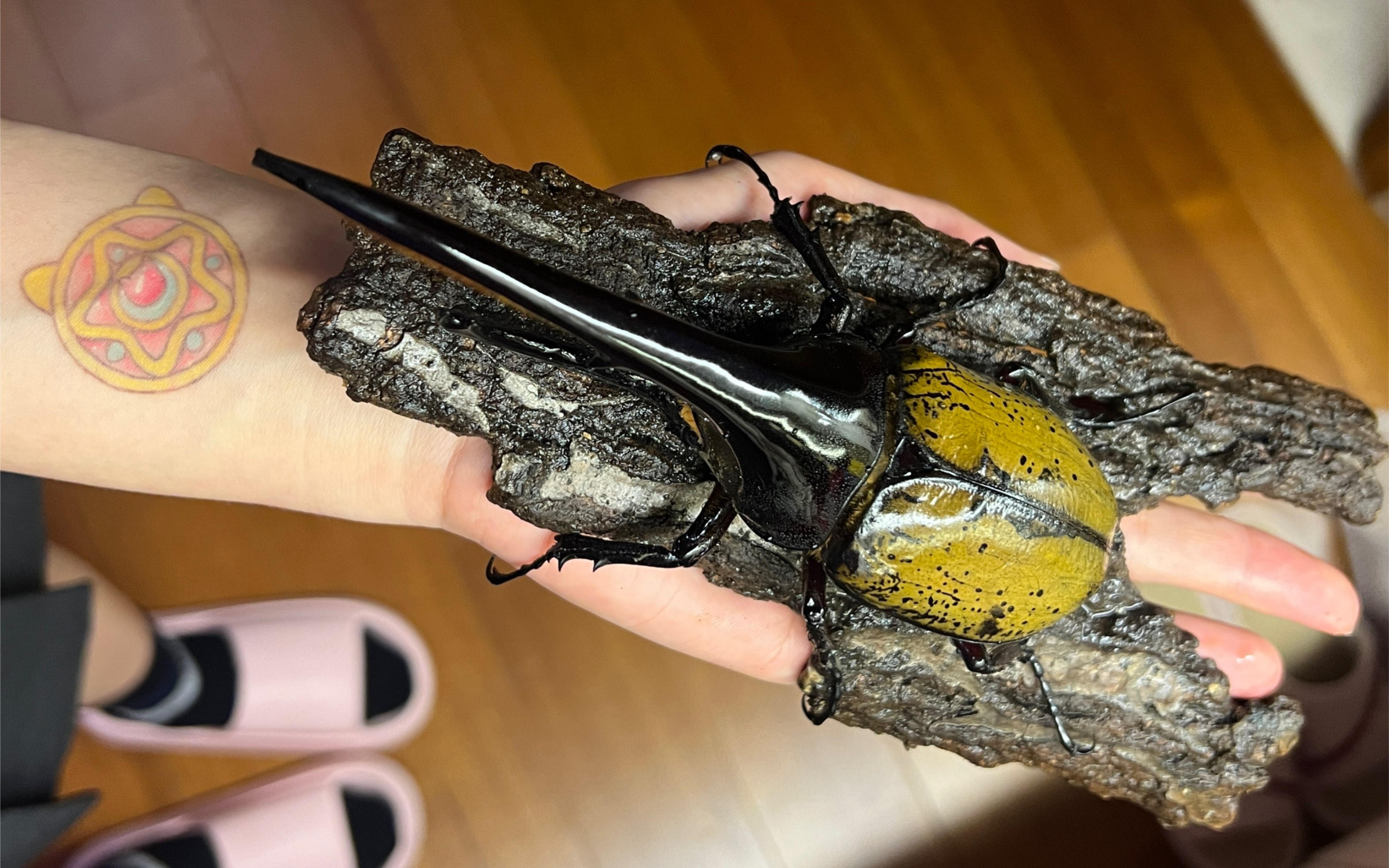 带我看甲虫【第六篇】