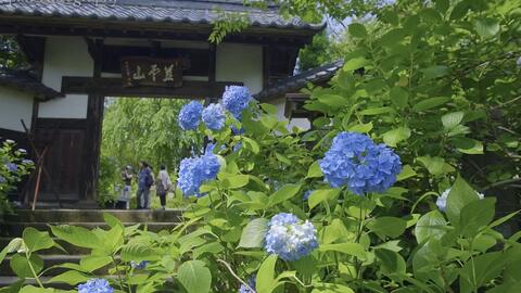 紀天下 日本 仙台 資福寺 紫陽花 繡球花 19 7 5 哔哩哔哩