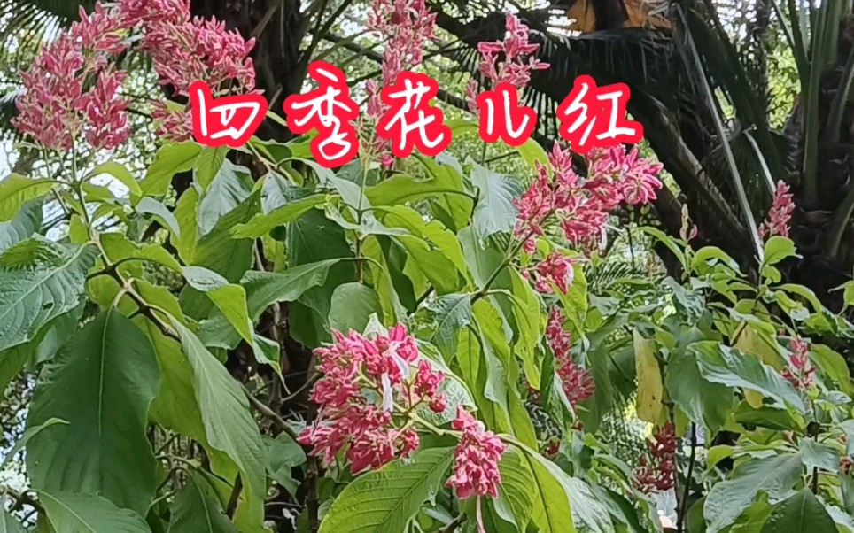 [图]四季花儿红