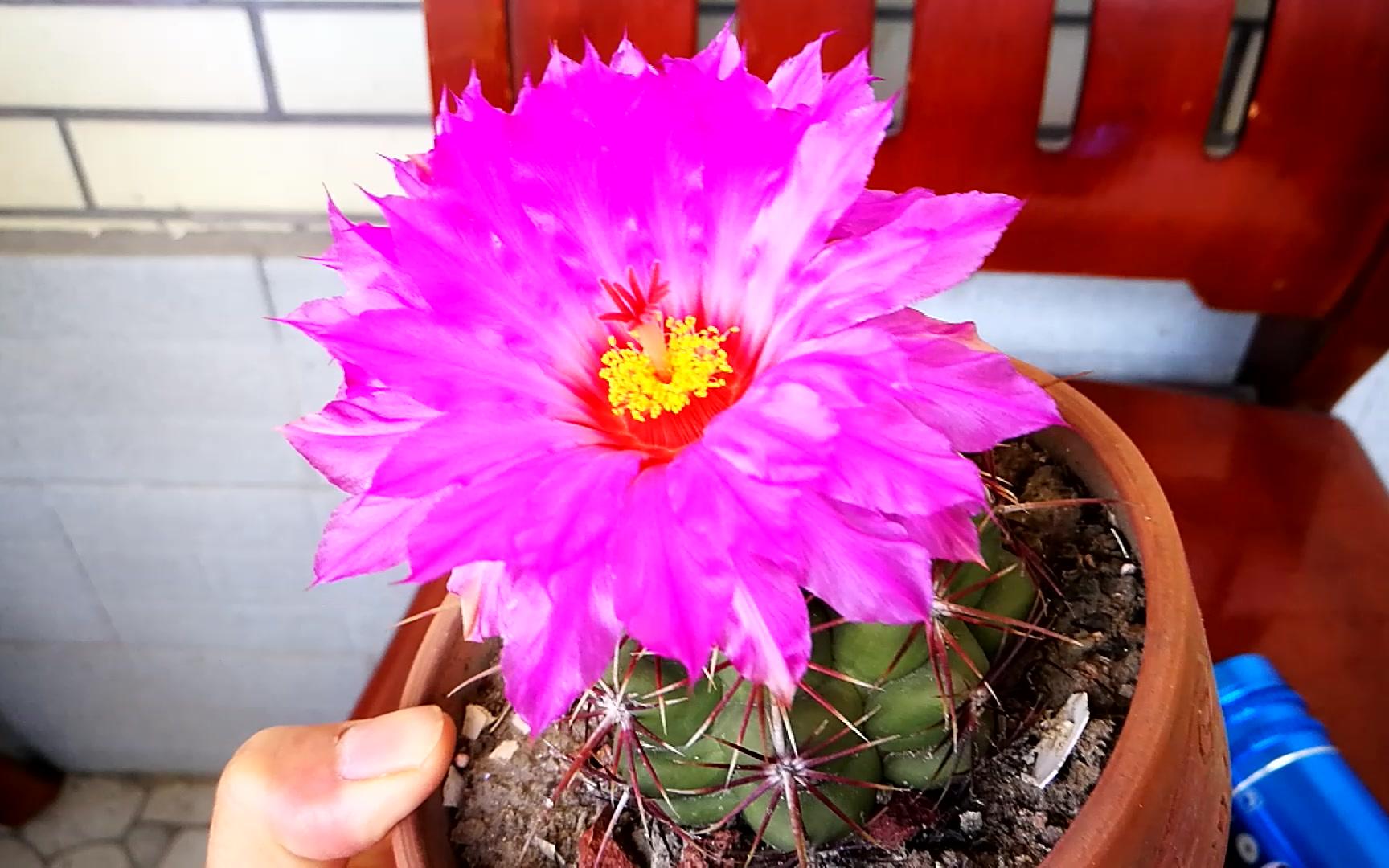 大猫多肉:仙人球--五彩大统领