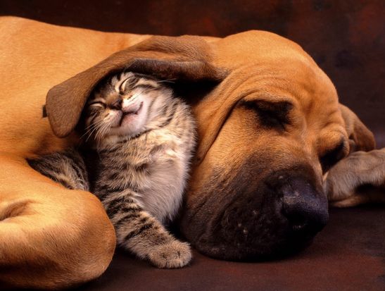 狗狗猫猫情侣cp第2弹