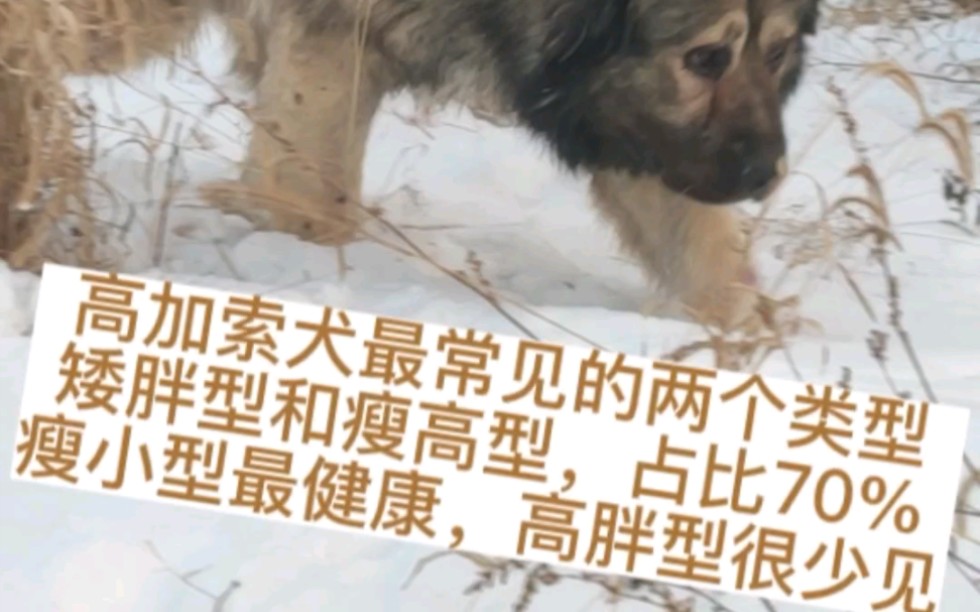 高加索犬有四种不同的类型,你喜欢哪种?哔哩哔哩bilibili