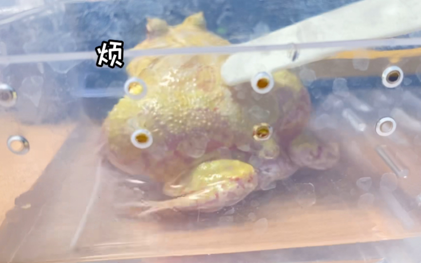 蛋黄角蛙〗戳蛙,蛙生气,蛙叫