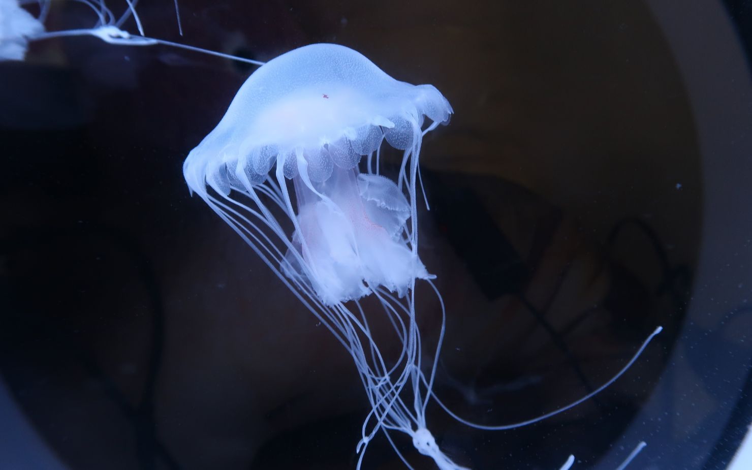 【水母的神秘世界】大西洋海刺水母