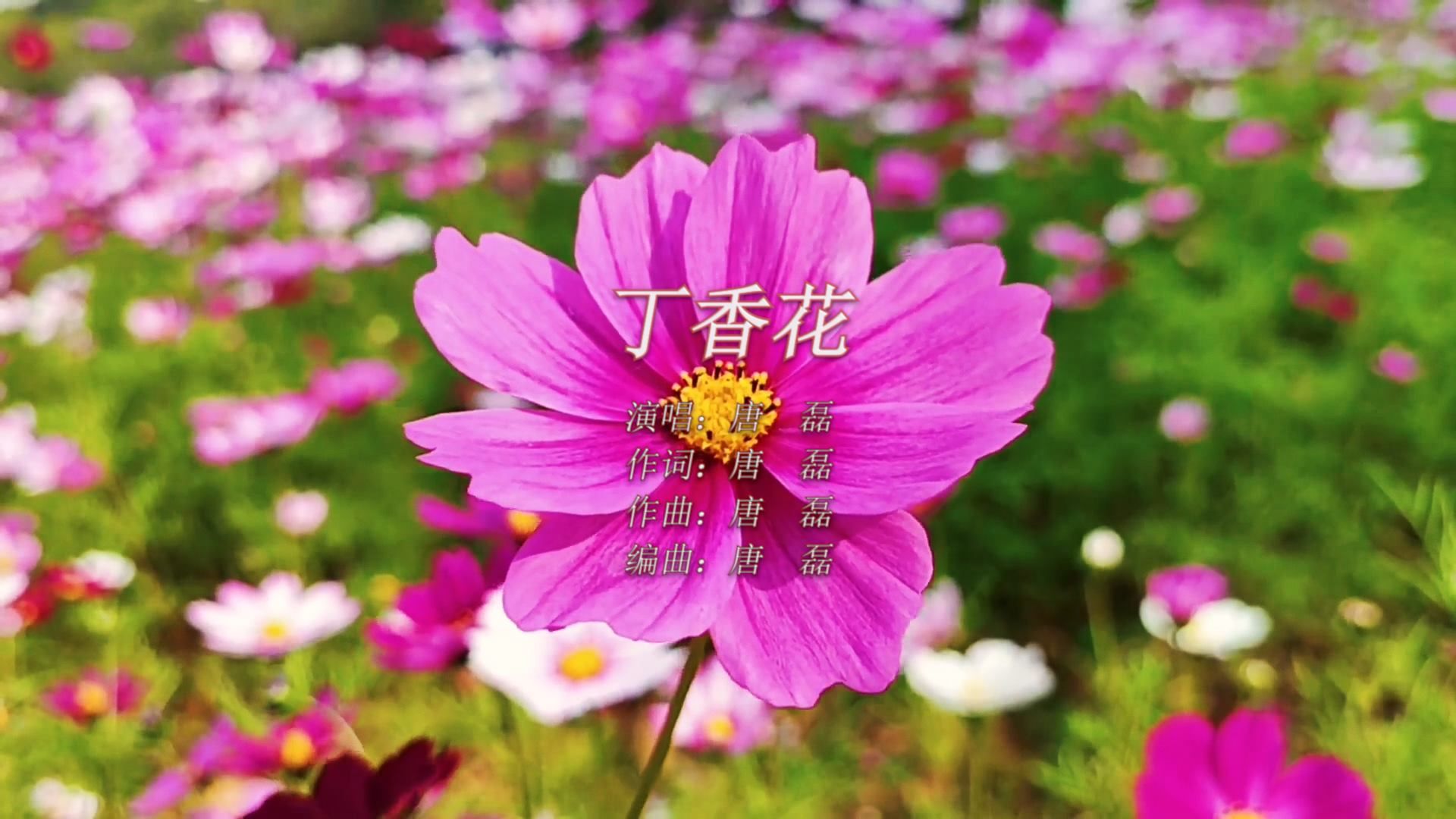 【经典100首】唐磊《丁香花》:人生的路,深一脚,浅一脚,步步是故事!哔哩哔哩bilibili