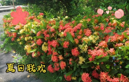 [图]花花大世界夏日美景