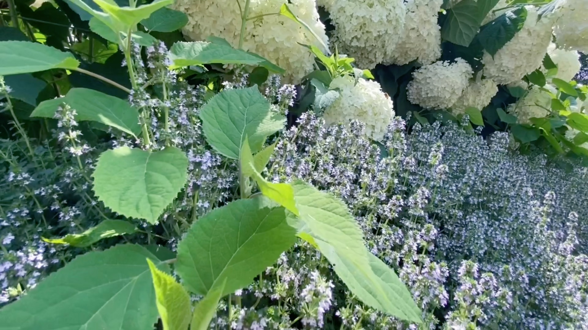 [图]山花烂漫·南国山花