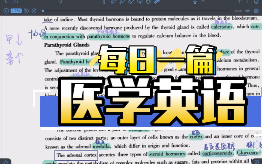 每日一篇医学英语|内分泌系统(5)哔哩哔哩bilibili