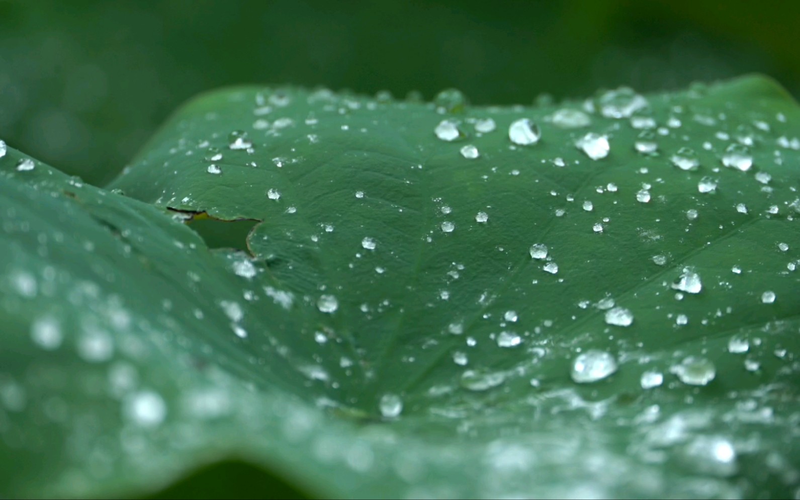 [图]【原创】【微视频】35度高温，来沉浸式听个雨打荷叶，夏雨荷