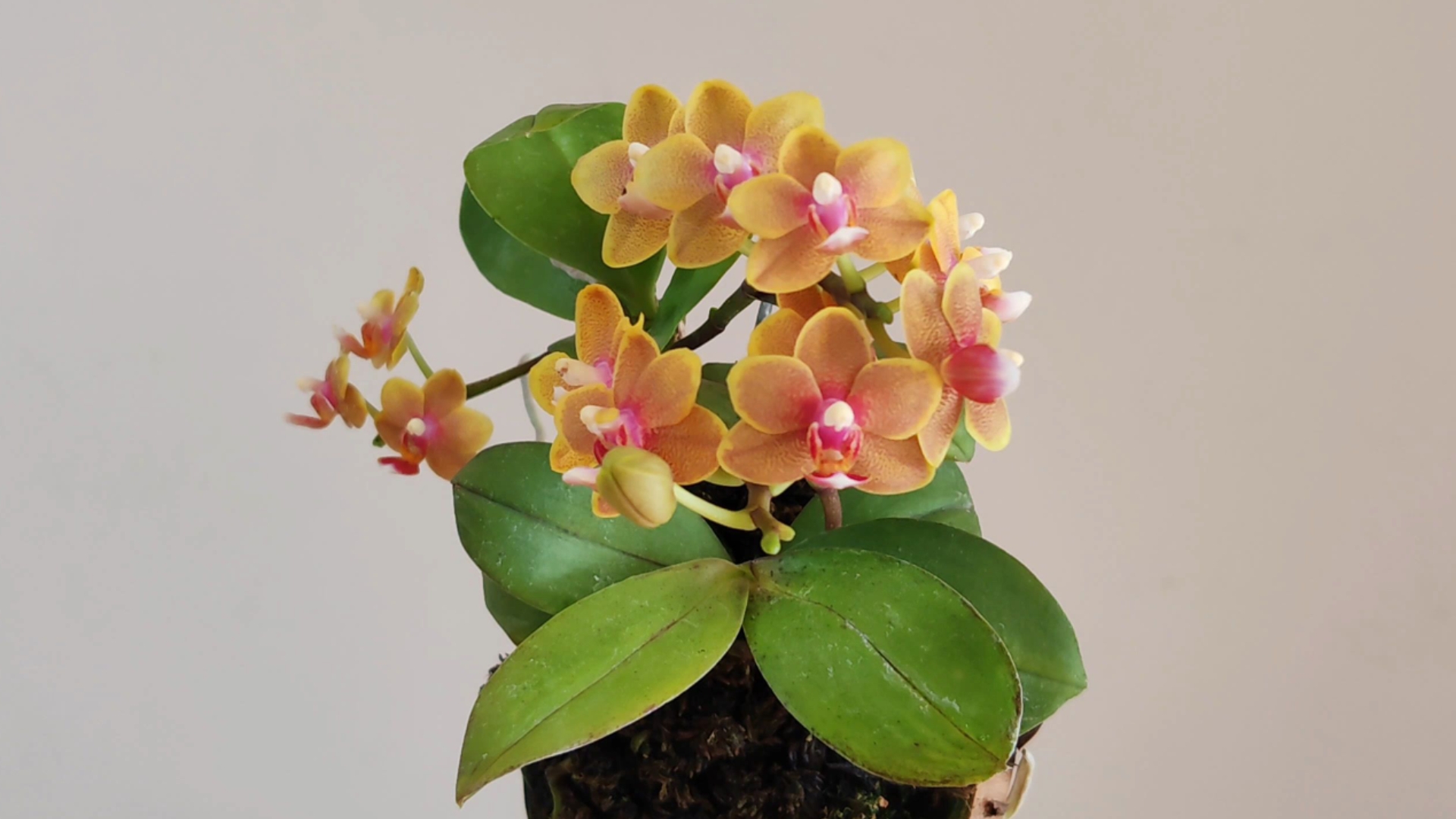 第一个被我板植的蝴蝶兰,再次开花了