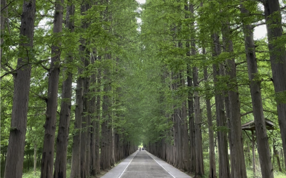 新沙岛水杉游步道超美哒