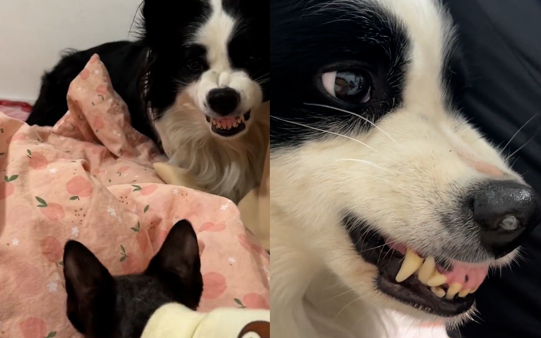 边牧吃醋朝家里猫咪龇牙,下一幕却令其尴尬不已,立马害羞躲藏