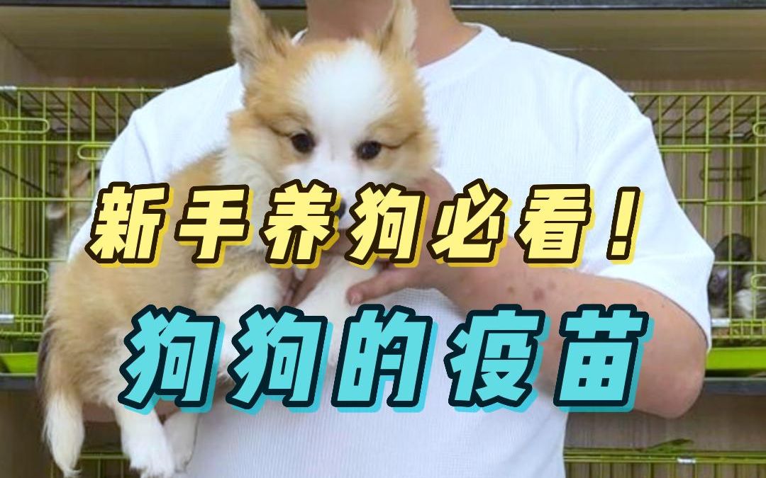 狗狗的三针必打疫苗都是什么?哔哩哔哩bilibili