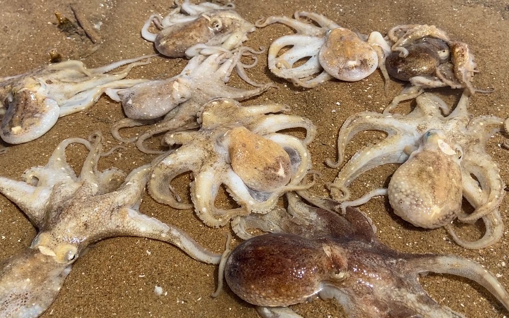 抓八爪鱼有技巧,选对时间很重要,小斗赶海抓了十多条