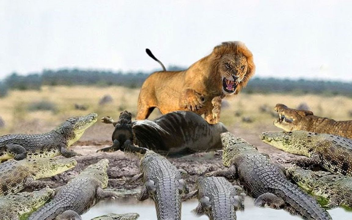 沼泽战饥饿的狮子,独自反击10条鳄鱼,以保护猎物