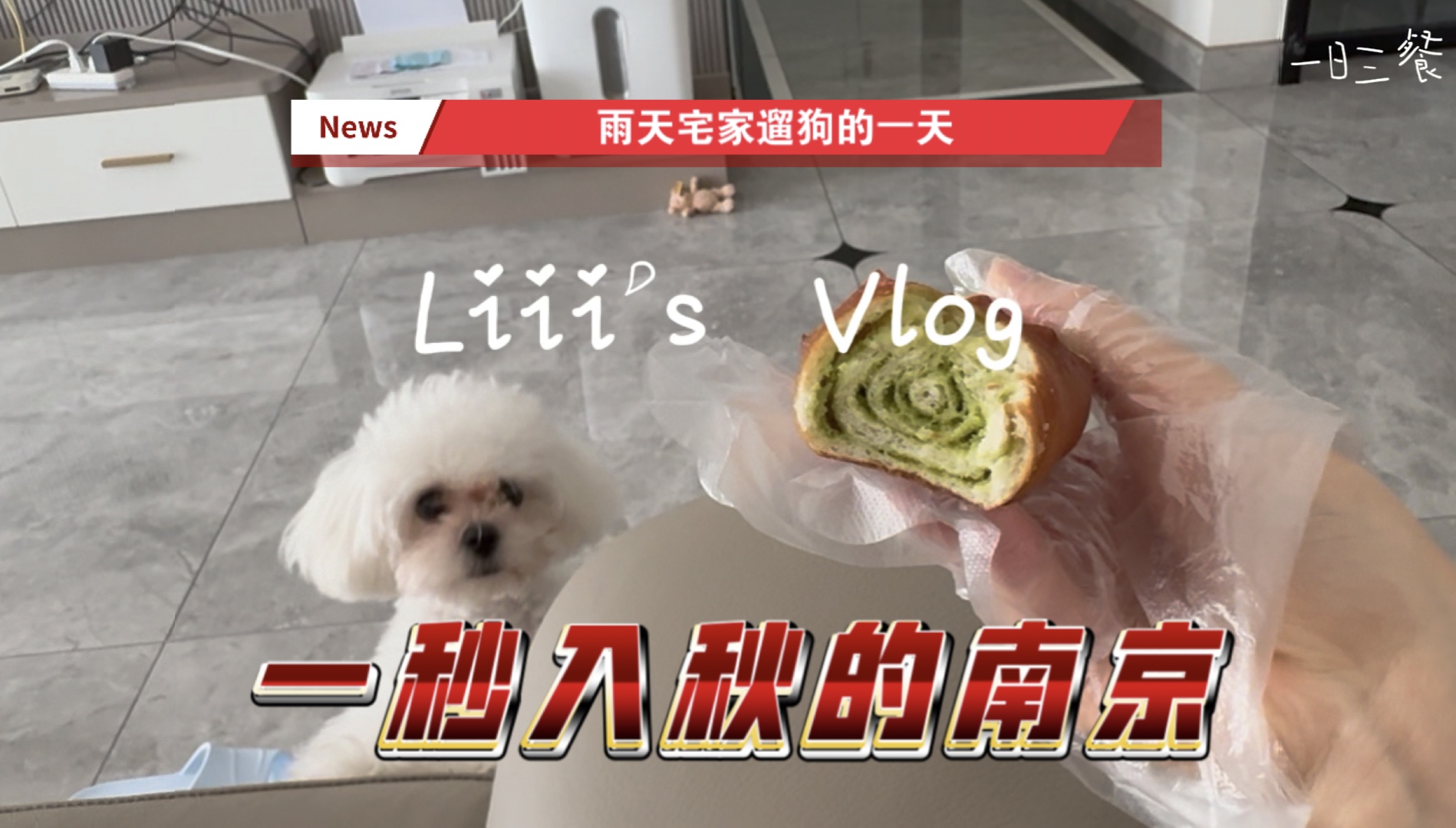 第2集vlig|暴雨后的南京温度急降 是会令我心动的天气宅在家遛狗真的