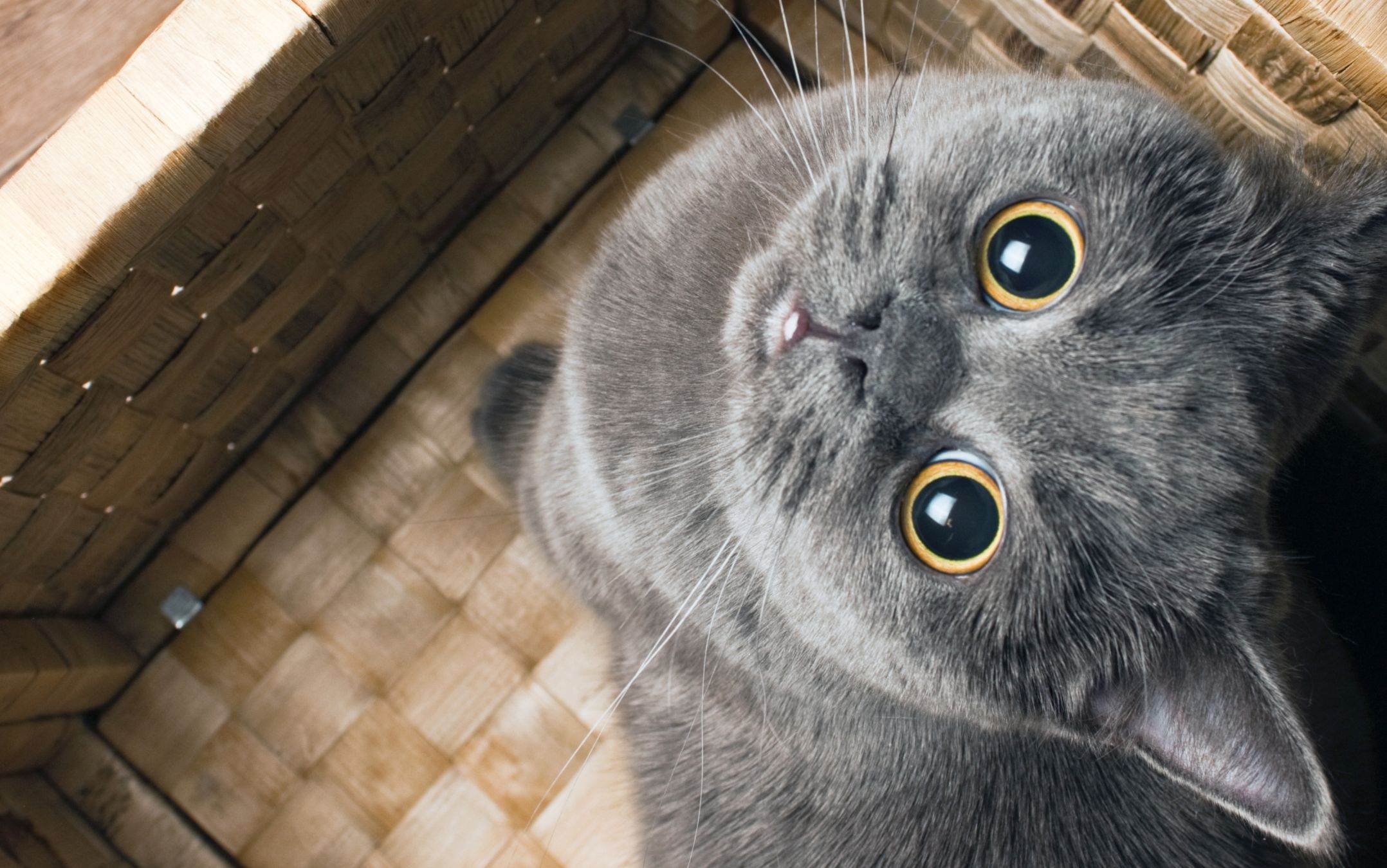 她和她的猫/治愈 温暖 又心酸的故事