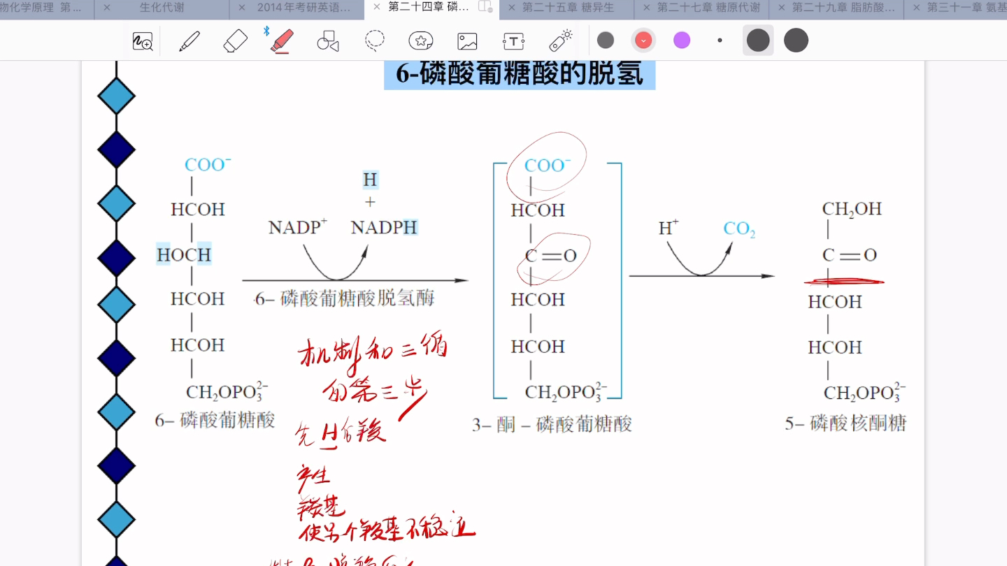 磷酸戊糖途径概况哔哩哔哩bilibili