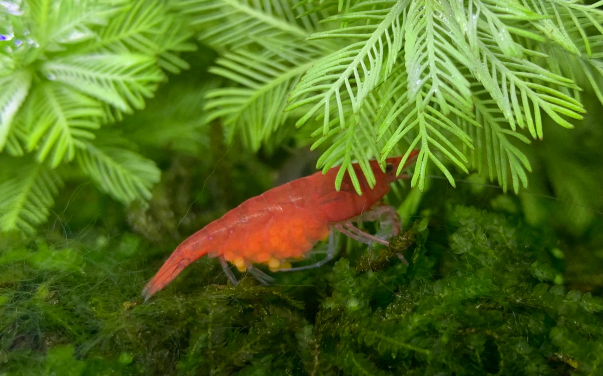 抱卵的樱花虾