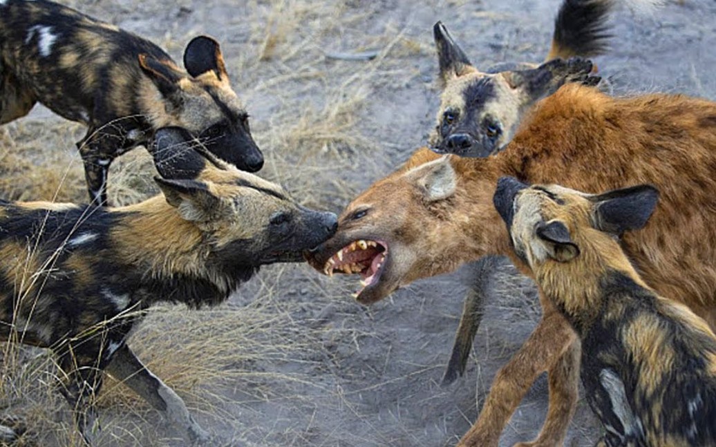 活动  猎豹vs野狗vs鬣狗 三足鼎立争夺猎物,究竟谁能胜出?