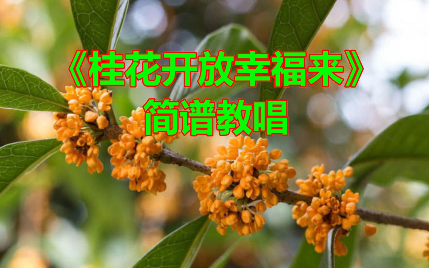 [图]《桂花开放幸福来》视唱教学，零基础轻松学简谱