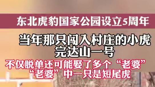 【东北虎豹国家公园成立5周年 当年那只闯入村庄的小虎完达山一号 不仅脱单还可能娶了多个“老婆” “老婆”中一只是短尾虎】（陕西台新闻中心 记