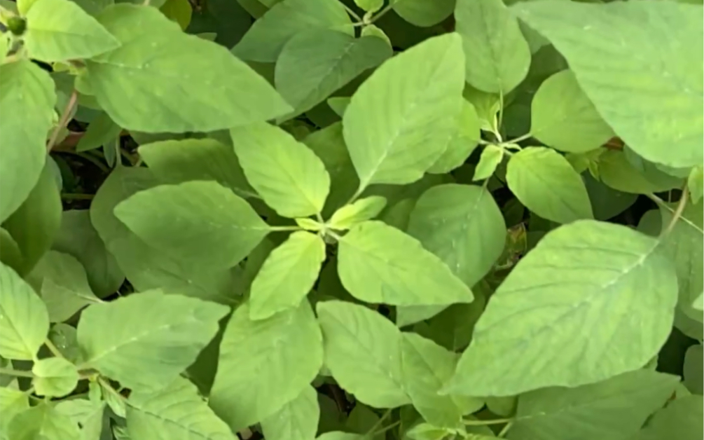 [图]《闹市种菜》这野菜真能长