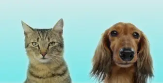 Скачать видео: 【纪录片】Cats vs Dogs - Which is Best-猫狗之争 谁更适合做宠物 （2015） 2