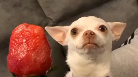 吉娃娃niki合集_哔哩哔哩_bilibili