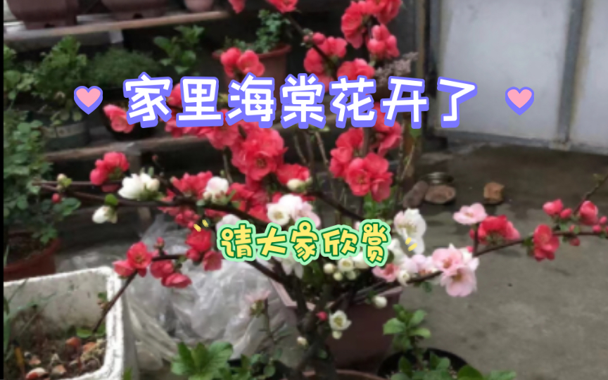 [图]惊呆了！家里海棠盛花期，美到让人窒息！快来赏花啦！😱🌺