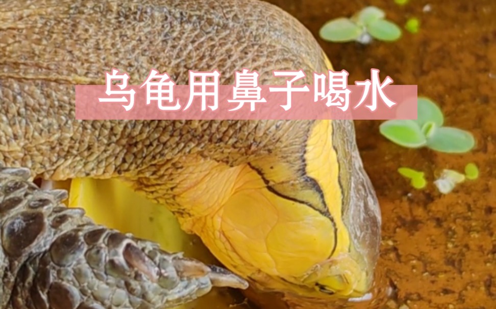 阳台养龟/乌龟散养/用鼻子喝水的大乌龟-柠月如风丶生态养龟-柠月如风丶生态养龟-哔哩哔哩视频