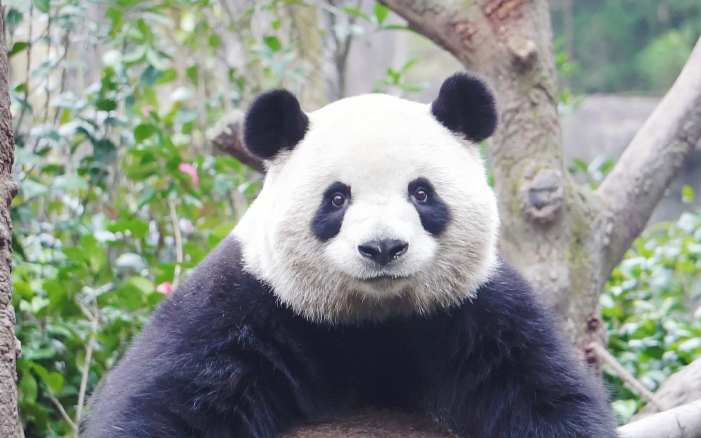 【梅兰肉肉】肉肉吃窝窝头慢吞吞的