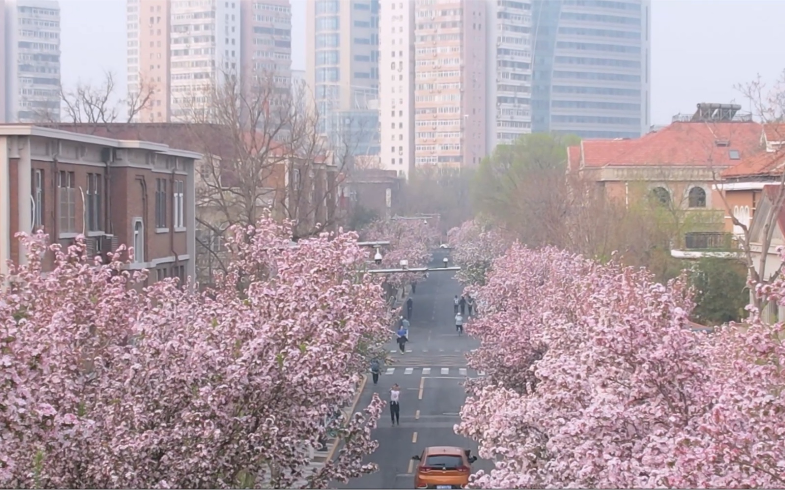 天津大理道的海棠花