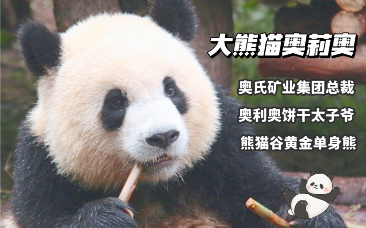 我的心上熊 大熊猫奥莉奥(奥氏矿业集团总裁 奥利奥饼干太子爷 熊猫谷