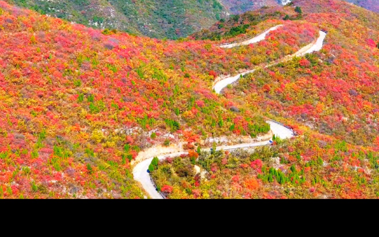 停车坐爱枫林晚,霜叶红于二月花(二)