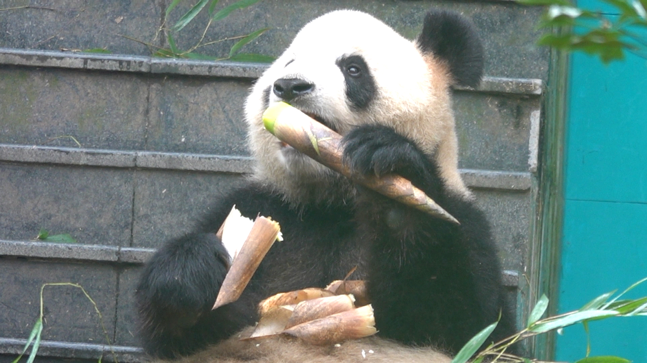 【大熊猫淑琴】寿星公头四胖吃笋笋,超级像妈妈