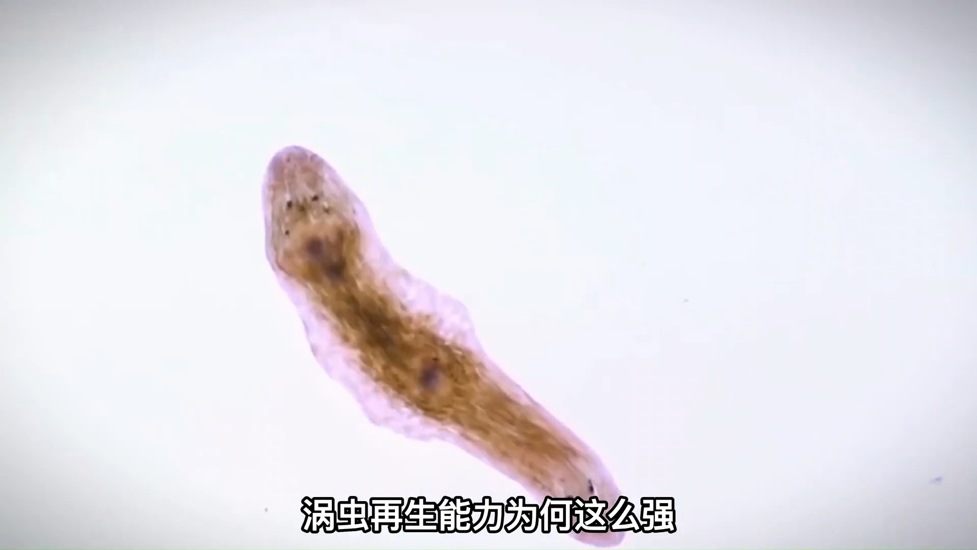 84 刀砍剑劈都不会死的魔幻生物,涡虫再生能力为何这么强?