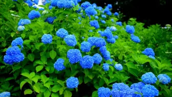 紀天下 日本 仙台 資福寺 紫陽花 繡球花 19 7 5 哔哩哔哩 Bilibili 紀天下 日本 仙台 資福寺 紫陽花 繡球花 19 7 5 哔哩哔哩 Bilibili