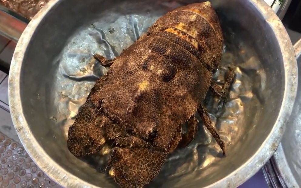 神奇动物在哪里尸蟞刺身了解一下