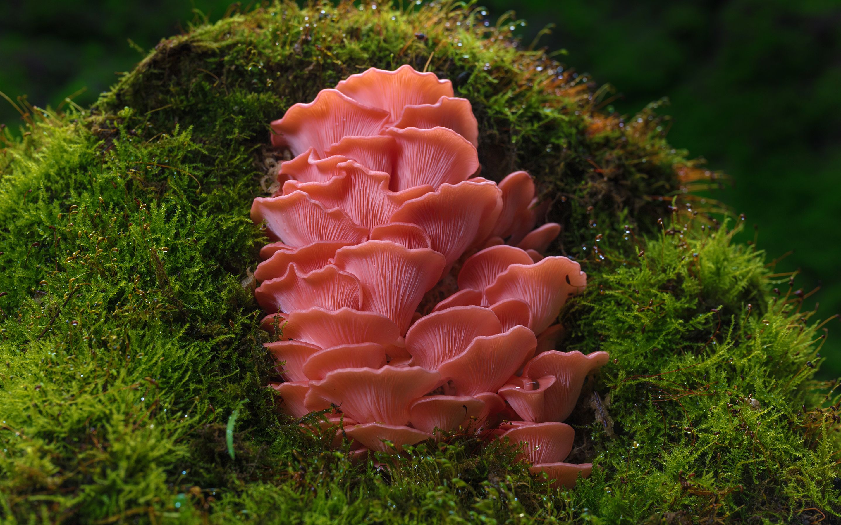 童话中的蘑菇——桃红侧耳