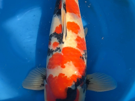 《锦鲤》精品大日昭和,母鱼,68公分体型,花纹,墨质都是一级棒