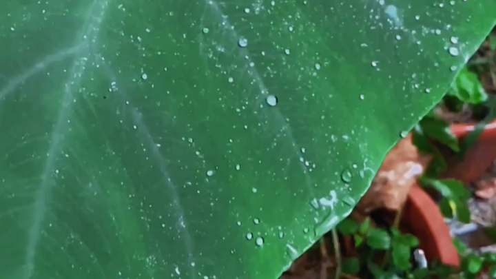 [图]院子里的芋头叶 在雨中 竟有几分雨打芭蕉落闲庭的感觉