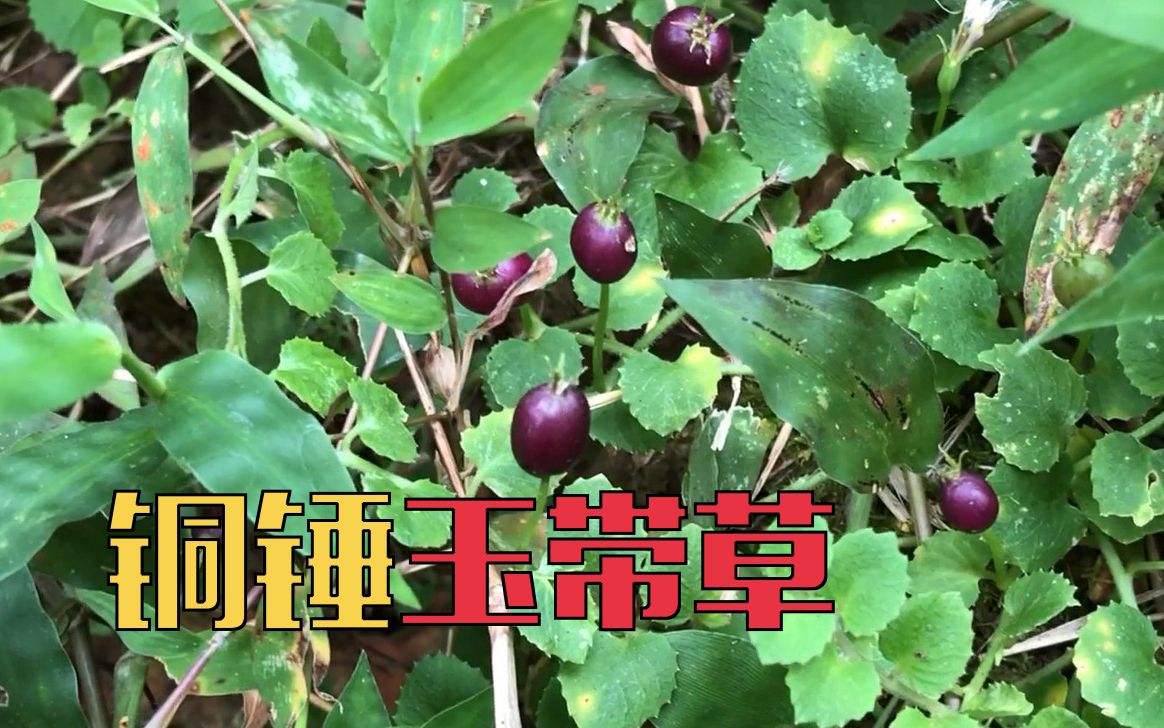 [图]铜锤玉带草的名字由何而来 | 一点植物学