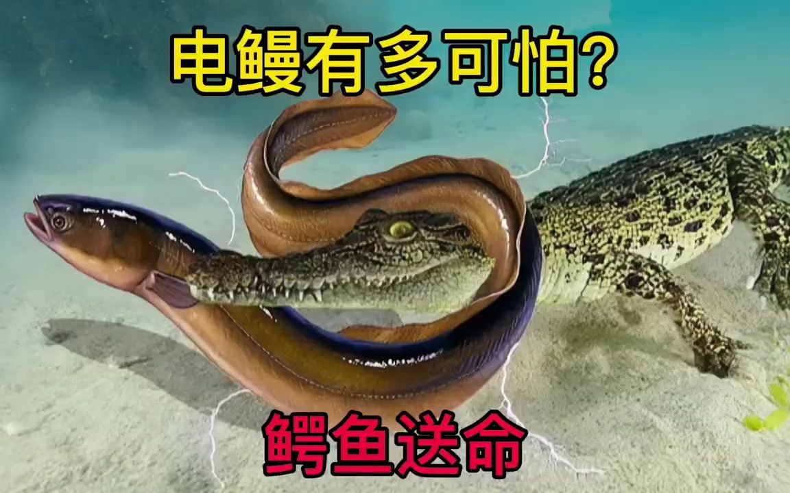 电鳗有多可怕?一条鳄鱼咬中后,当场送命
