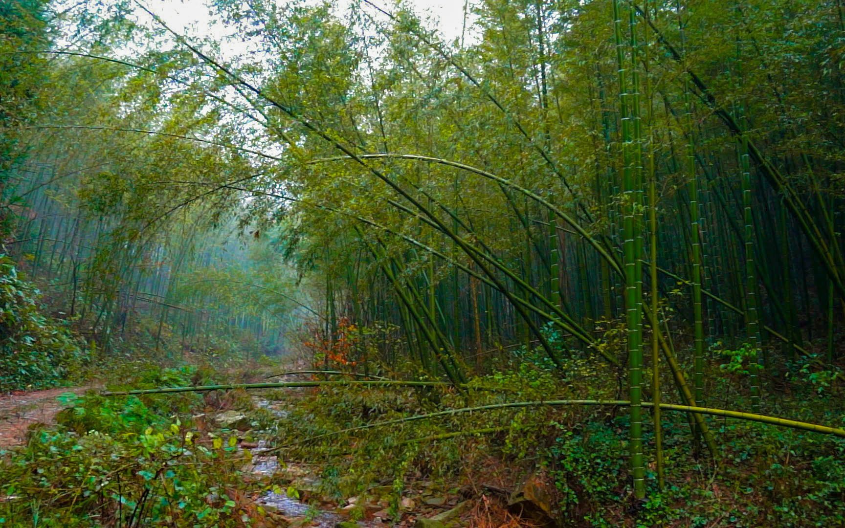 【自然白噪音】薄雾竹林溪流 疗愈音乐 放松 睡眠 冥想 读书/ bamboo