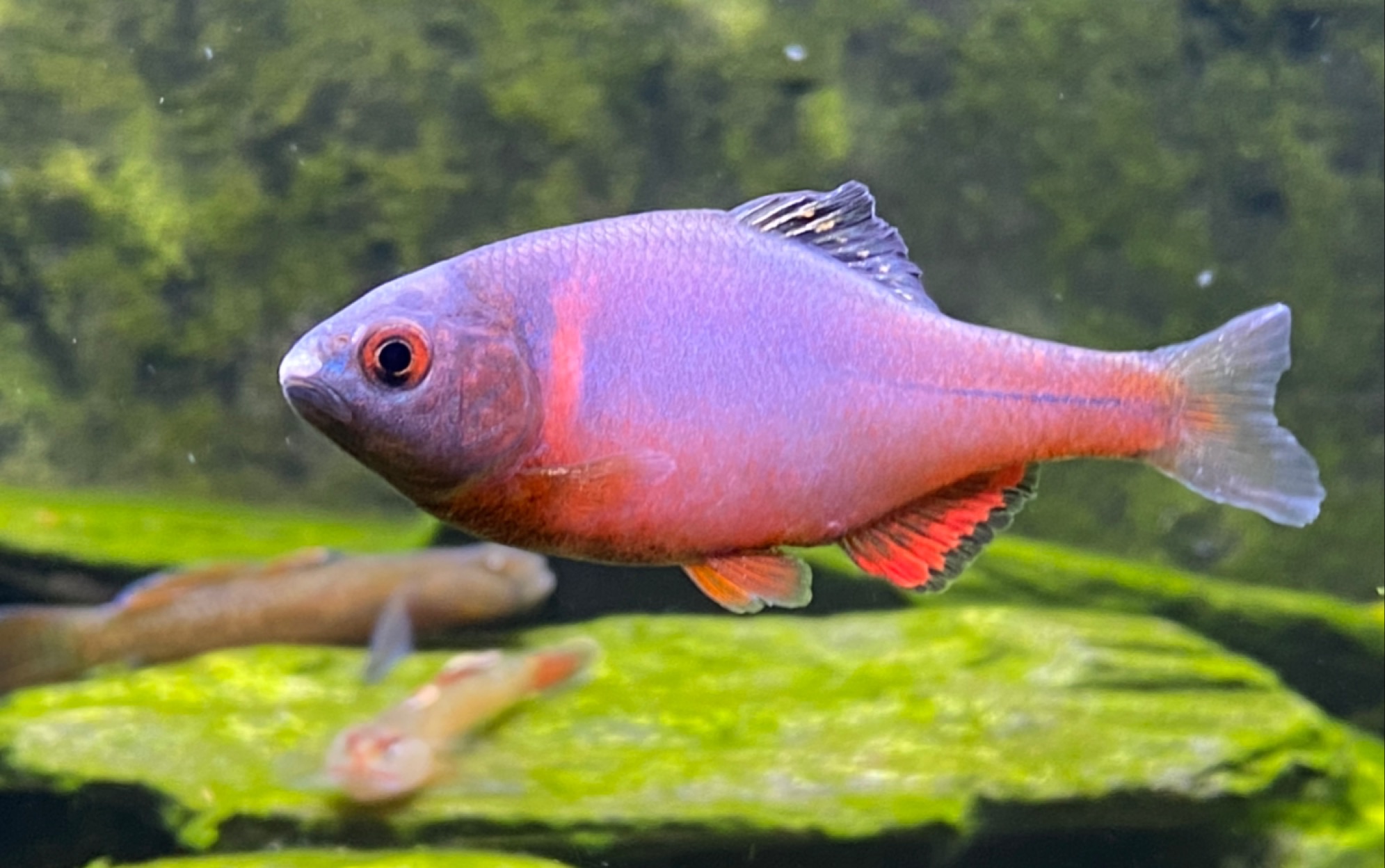 最美火山鳑鲏,这个颜色配得上火山二字了吧_哔哩哔哩 (゜-゜)つロ