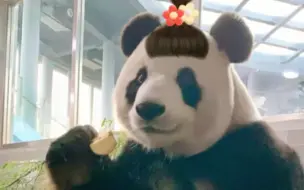 Скачать видео: 金虎 飞云和妙音～🐼