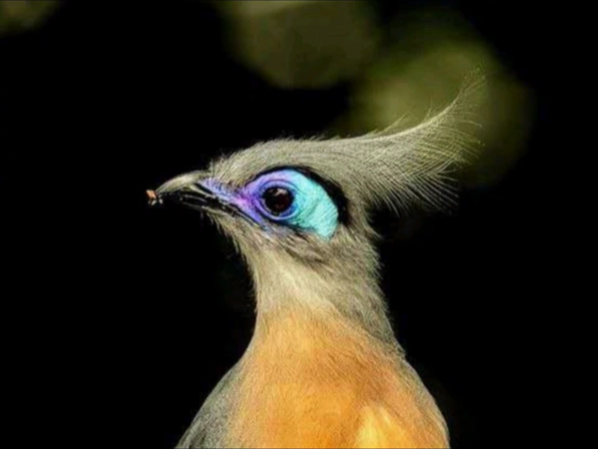 凤头马岛鹃 crested coua