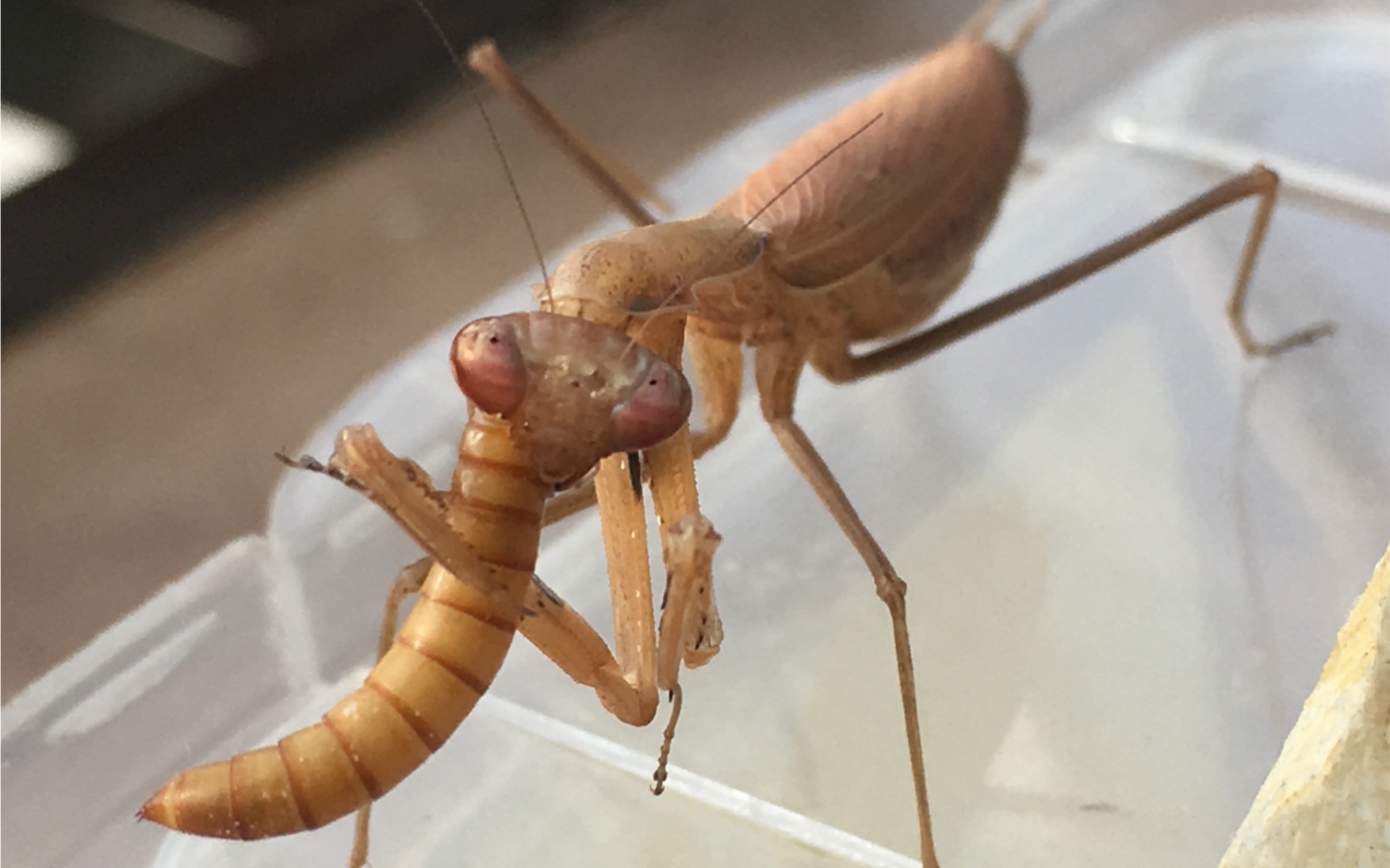 褐色螳螂危险吗图片