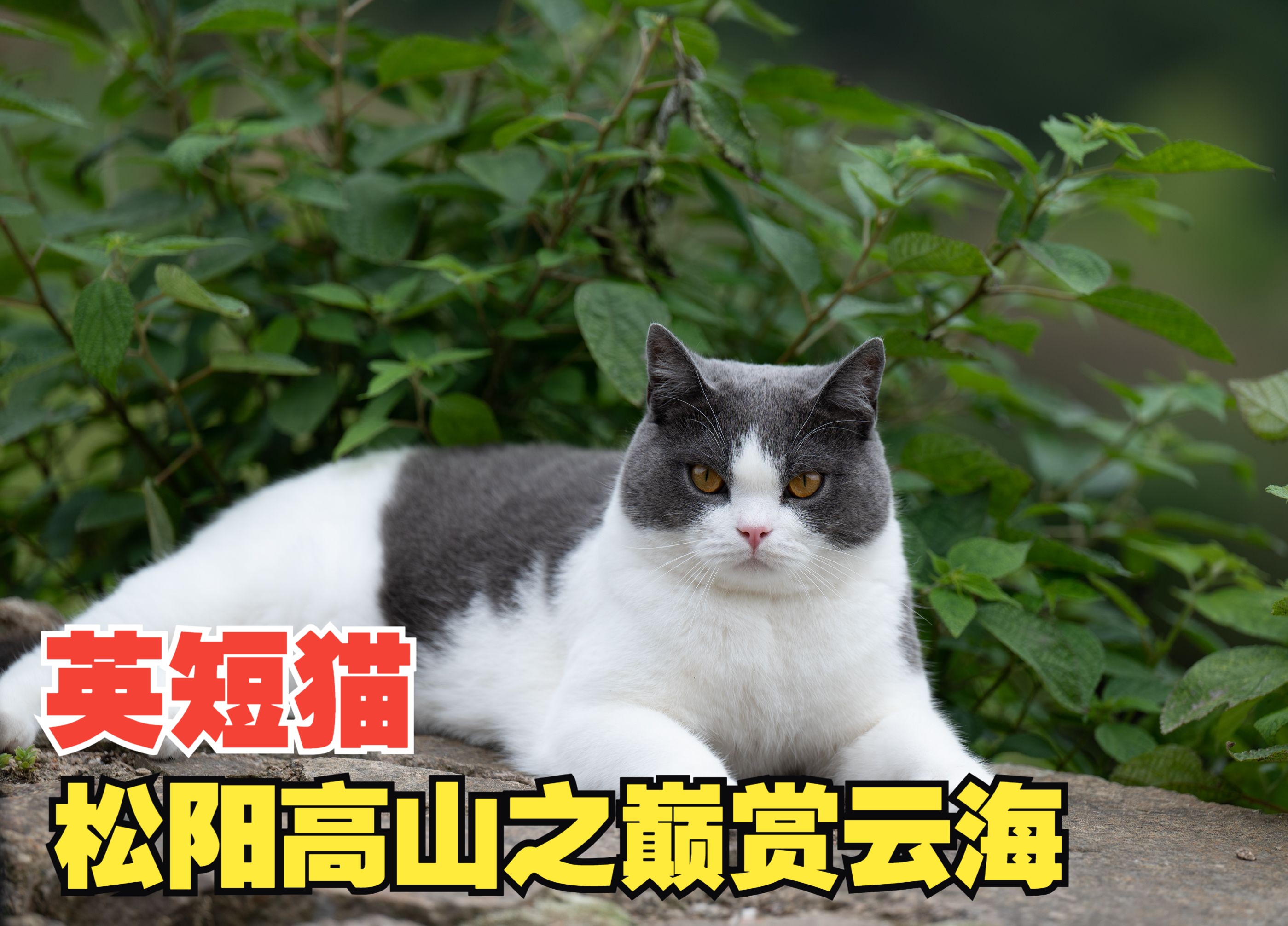 小松英夫猫图片